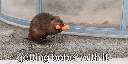 a beaver is holding a carrot in its mouth with the words getting bober with it below it