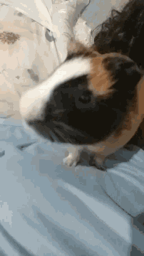 a brown and white guinea pig is laying on a blue blanket on a bed .