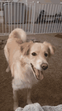 Dog Pet GIF - Dog Pet Play GIFs