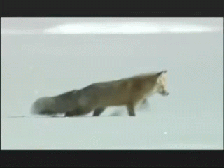 This Fox Is Doing The Robot GIF - Fox Snow Nature GIFs