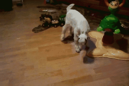 a white dog is playing with a toy turtle on the floor