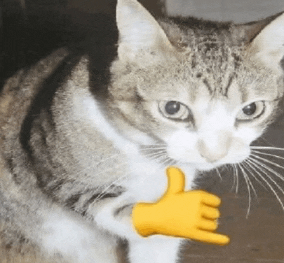 a cat is giving a thumbs up with a yellow glove on its paw .