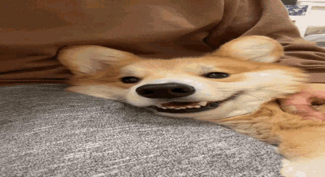 a dog is laying on a person 's stomach and looking at the camera