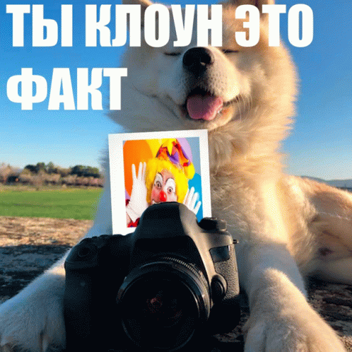 клоун тыклоун GIF - клоун тыклоун факт GIFs