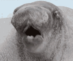 a close up of a polar bear with its mouth open and its tongue sticking out .