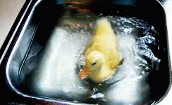 Duck Swimming Duck GIF - Duck Swimming Duck Diving GIFs