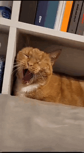 a cat is yawning while laying on a couch next to a bookshelf