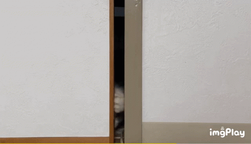 Hello Cat GIF - Hello Cat GIFs