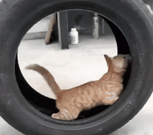 a cat is playing in a tire on a table .