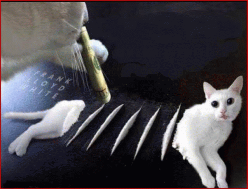 Cat Caine Cat Snorting Cat GIF - Cat Caine Cat Snorting Cat GIFs