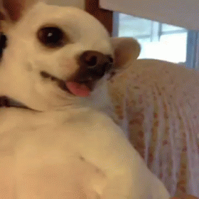 Why Can'T We Be Friends? Oh... GIF - Chihuahua Tongue Out Dog GIFs