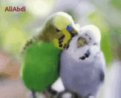 Love Birds GIF - Love Birds GIFs