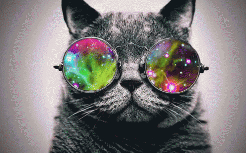 Cat Shades GIF - Cat Shades Colors GIFs