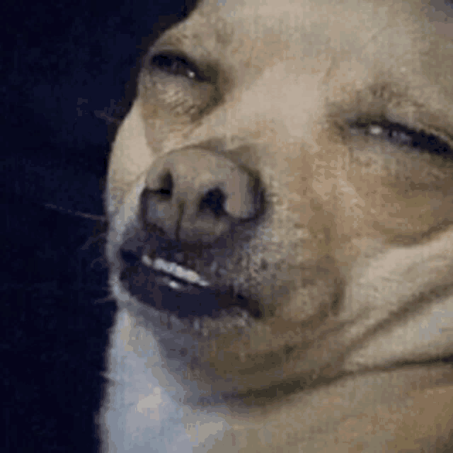 a close up of a dog with its eyes closed .