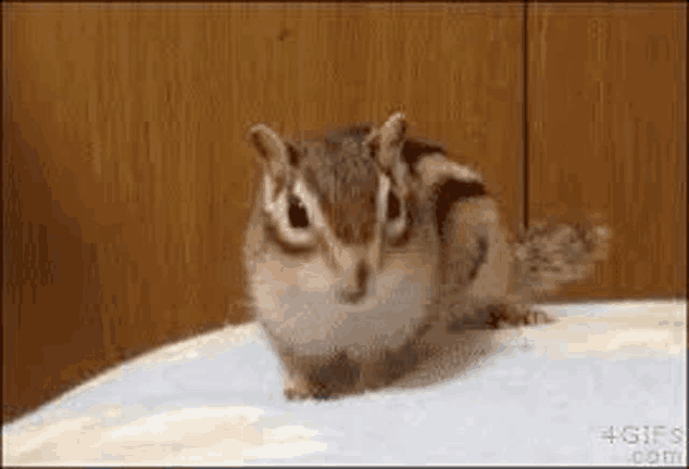 a chipmunk is sitting on a white blanket on a table .