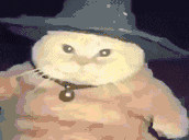 a cat wearing a witch hat and a necklace