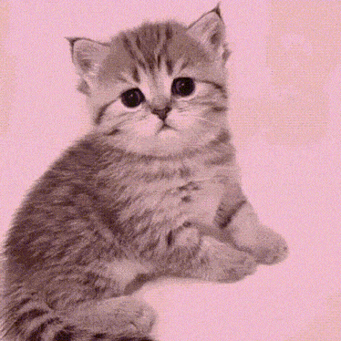 a kitten is laying down on a pink background and looking at the camera