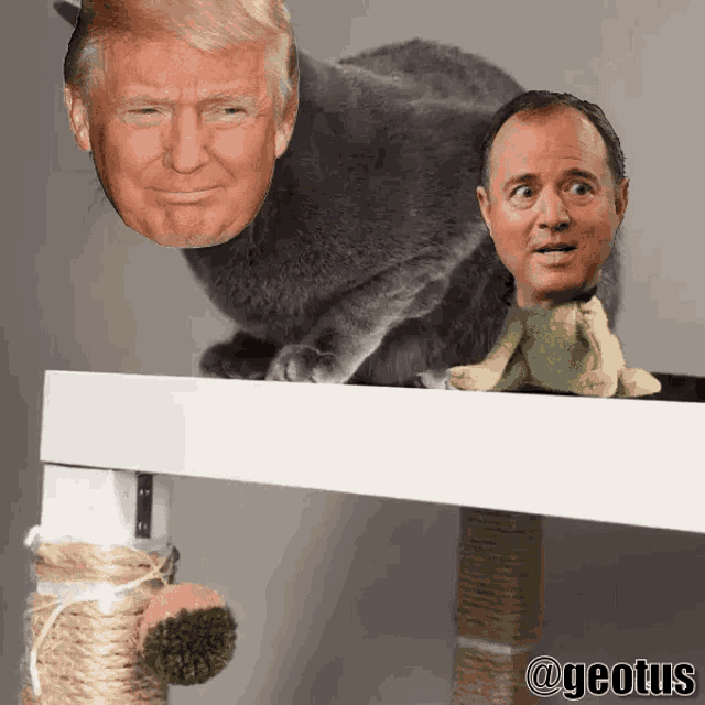 Cat Trump GIF - Cat Trump Yeet GIFs