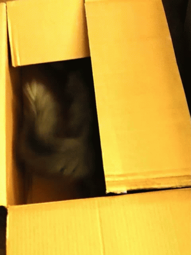 Cats In GIF