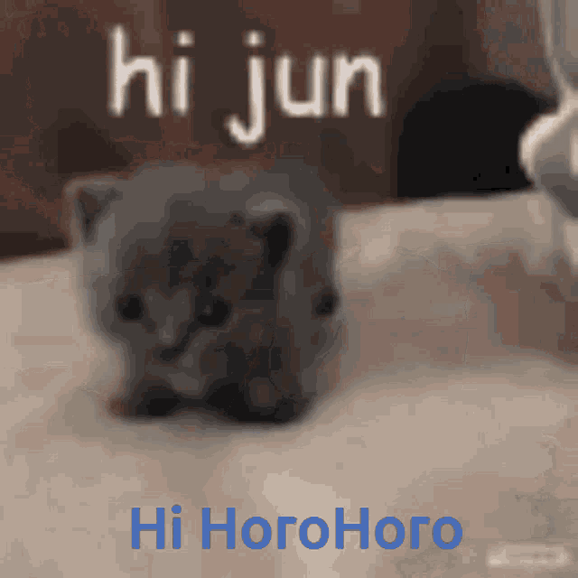 a picture of a kitten says hi jun hi horo horo