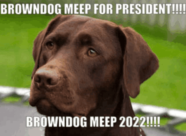 a picture of a brown dog with a caption that says " browndog meep for president "