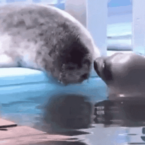 two seals are standing next to each other in the water looking at each other .