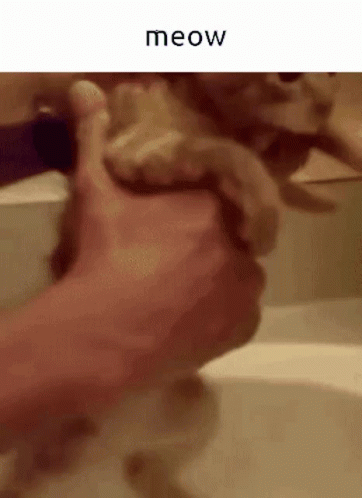 Cat Meow GIF - Cat Meow Bathing GIFs