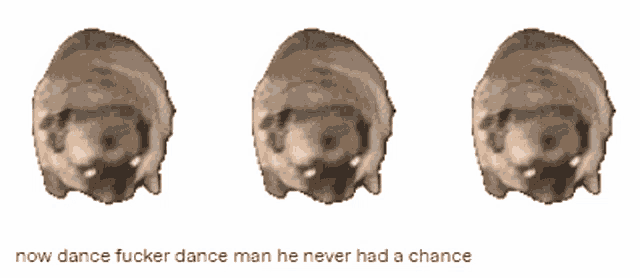 three pugs in a row with the words now dance fucker dance man he never had a chance below them