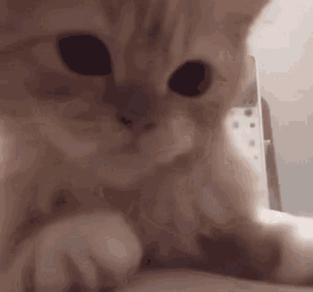 a close up of a cat looking at the camera while playing with a toy .