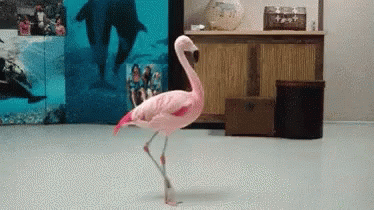 Flamingo Turn Around GIF - Flamingo Turn Around Spinning GIFs