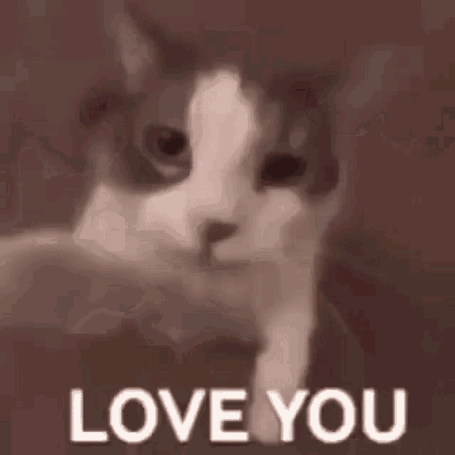 Cat Love You Cat GIF - Cat Love You Love You Cat GIFs