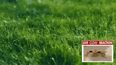 a picture of a cat laying in the grass with the words live cow reaction