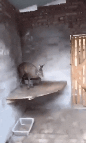 a deer is standing on a wooden platform in a room next to a litter box