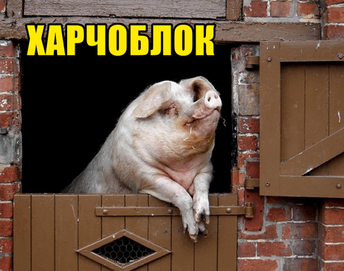 свинья свиня GIF - свинья свиня свинка GIFs