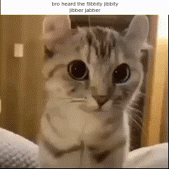 a picture of a cat with a caption that says bro heard the filbbity jibber jabber