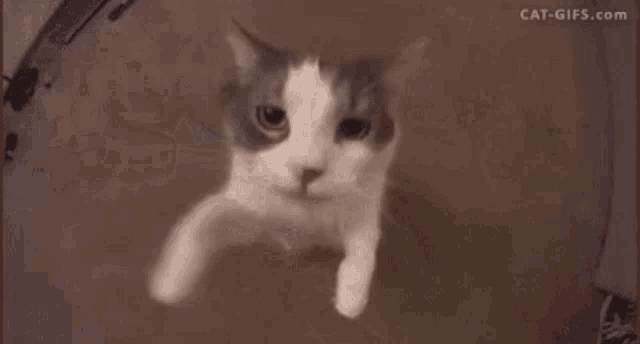 a close up of a cat 's face with the website cat-gifs.com in the background