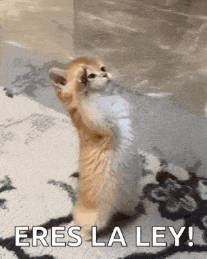a kitten is standing on its hind legs with the words eres la ley written below it .