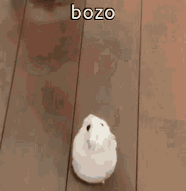 a white rabbit is walking on a wooden floor with the word bozo written on the bottom