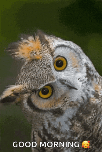 a picture of an owl with the words good morning on it