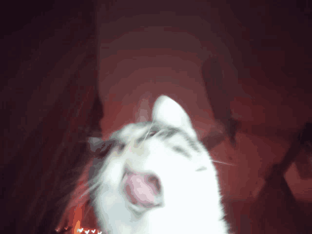 a blurry picture of a cat with its tongue hanging out