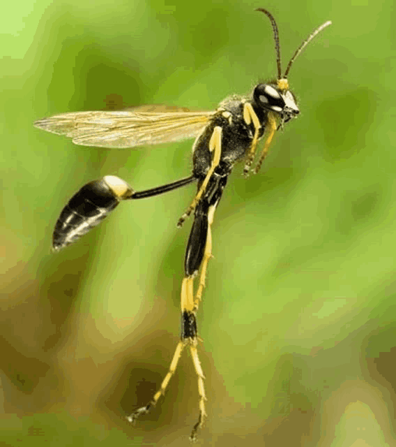 a close up of a wasp flying in the air