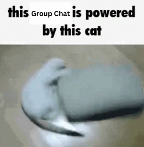 Group Chat Cat GIF - Group Chat Cat This Group Chat Is Powered By This Cat GIFs