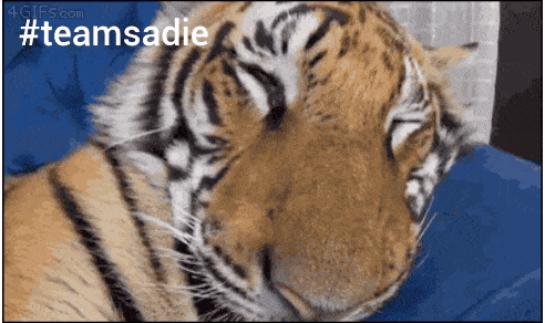 a close up of a tiger with #teamsadie written on the bottom