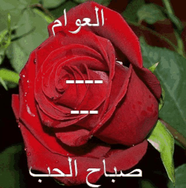 a picture of a red rose with arabic writing
