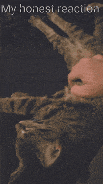 a person petting a cat with the words " my honest reaction " above it