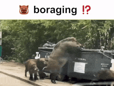 Boar Boars GIF - Boar Boars Foraging GIFs