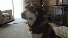 Dog Excited GIF - Dog Excited Dash GIFs