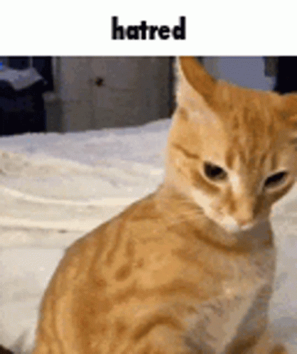 Hatred Flabbergasted GIF - Hatred Flabbergasted Cat GIFs