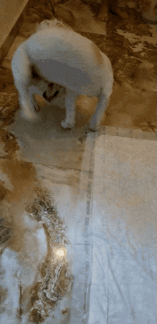 a dog standing next to a piece of paper that says ' usa '