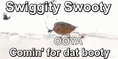 Swiggity Swooty Comin For Dat Booty GIF - Swiggity Swooty Comin For Dat Booty Bird GIFs